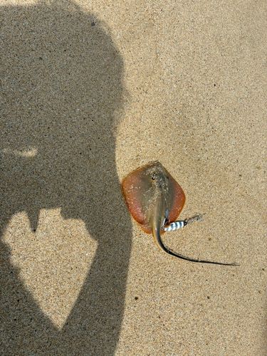 アカエイの釣果