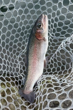 ニジマスの釣果