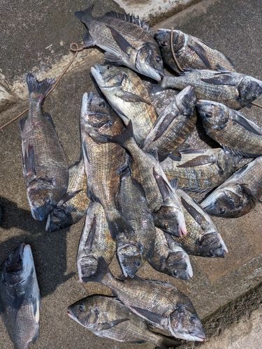 チヌの釣果