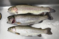 ニジマスの釣果