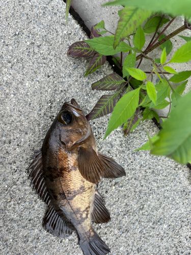 メバルの釣果