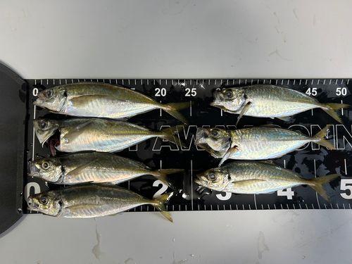 マアジの釣果