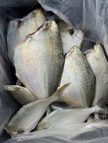 メッキの釣果