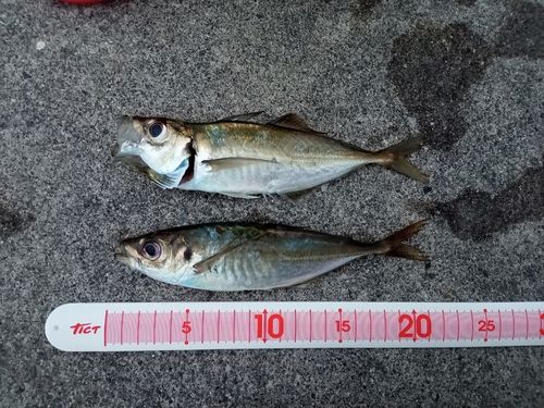 アジの釣果