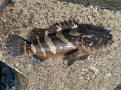 タマカイの釣果