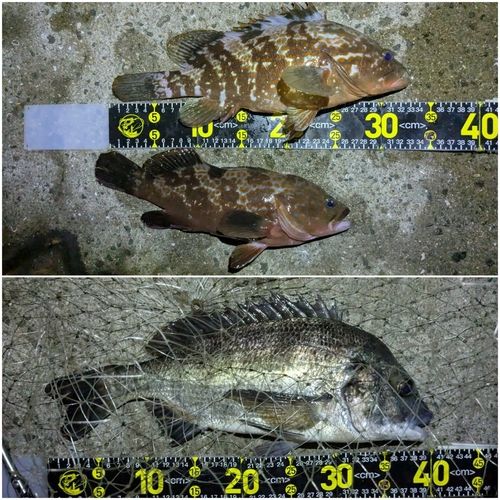 アコウの釣果
