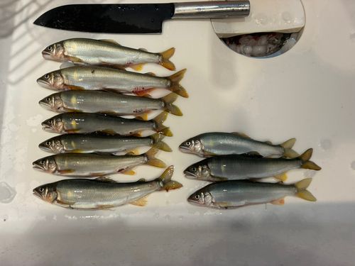 アユの釣果