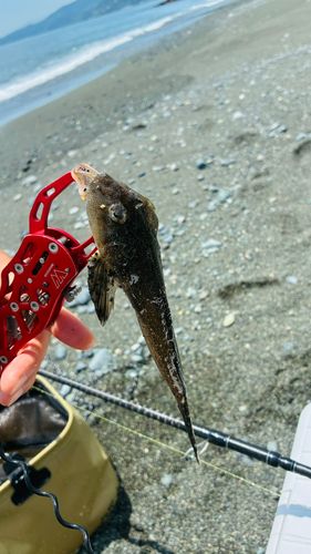 メゴチの釣果
