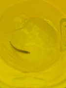 シロギスの釣果