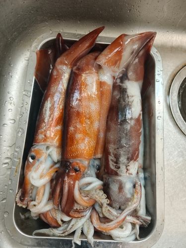 スルメイカの釣果