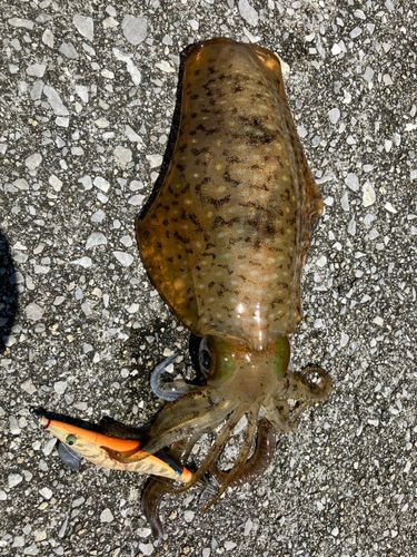 アオリイカの釣果