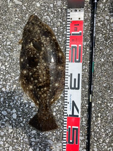 ヒラメの釣果