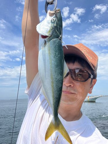 ハマチの釣果