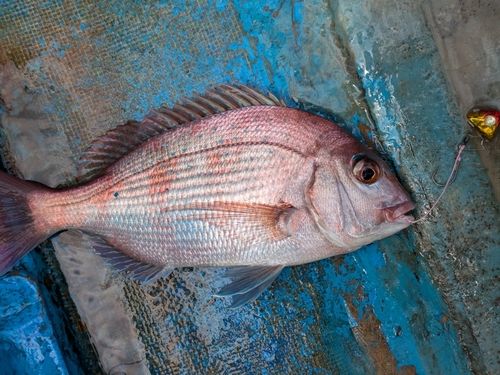 マダイの釣果