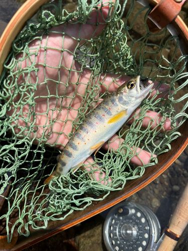 アマゴの釣果