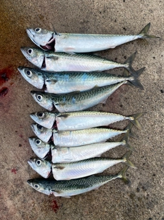 サバの釣果