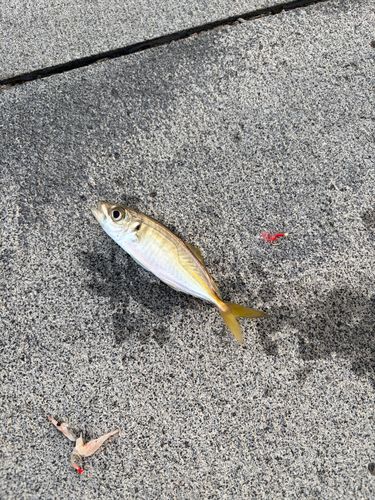 マアジの釣果