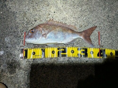 マダイの釣果