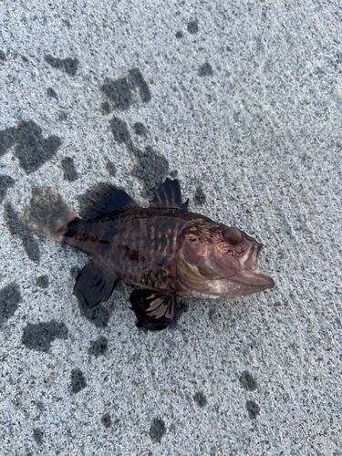 ムラソイの釣果