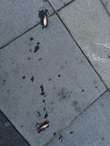 ネンブツダイの釣果