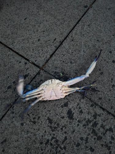 タイワンガザミの釣果