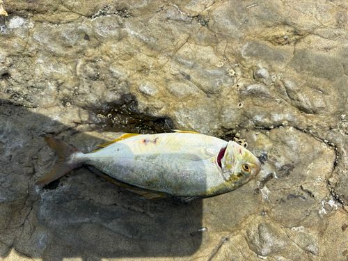 ショゴの釣果