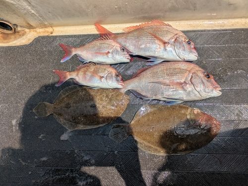 ヒラメの釣果
