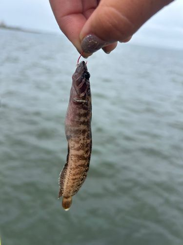 ギンポの釣果
