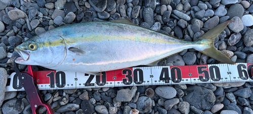 イナダの釣果