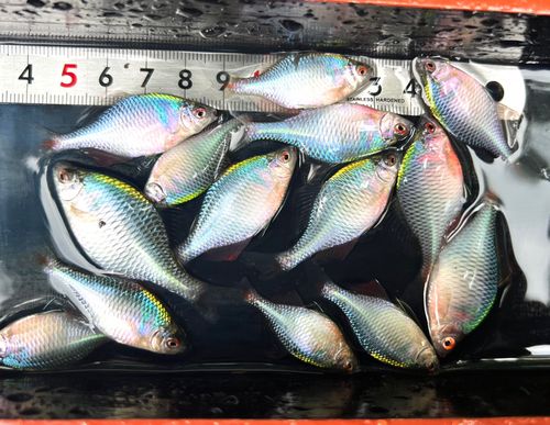 タイリクバラタナゴの釣果