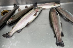 ニジマスの釣果