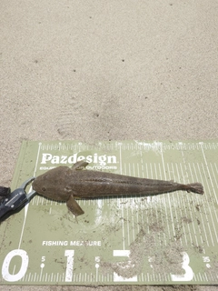 マゴチの釣果