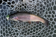 ニジマスの釣果