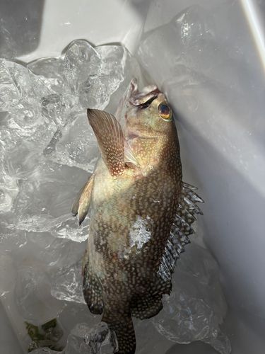オオモンハタの釣果
