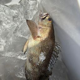 オオモンハタの釣果・釣り情報まとめ【2026年最新】 - アングラーズ