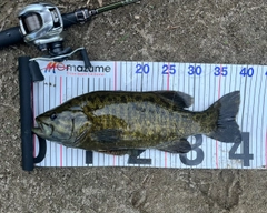 スモールマウスバスの釣果