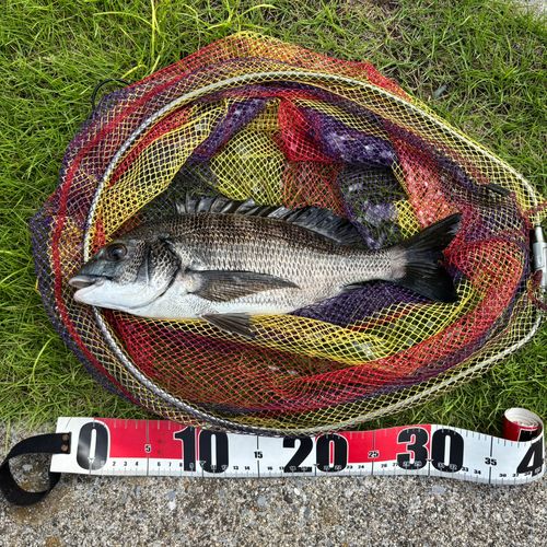 クロダイの釣果