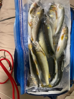 アユの釣果