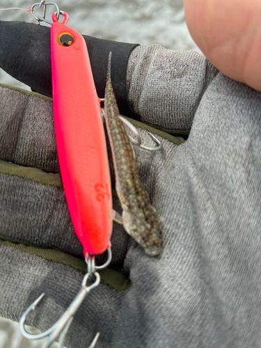 コチの釣果
