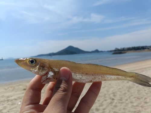 シロギスの釣果