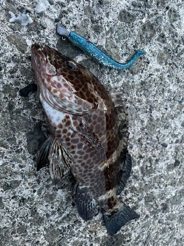 オオモンハタの釣果