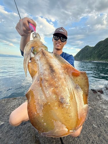 アオリイカの釣果