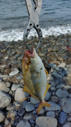 ショゴの釣果