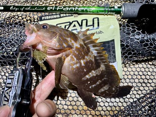 アコウの釣果