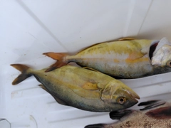 ショゴの釣果