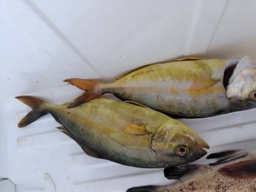 ショゴの釣果