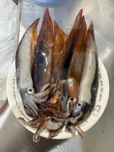 イカの釣果