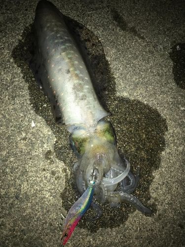 アオリイカの釣果