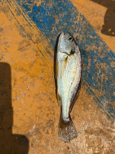 イシモチの釣果