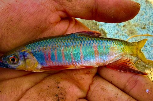 オイカワの釣果